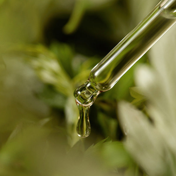 Mugwort Serum 30ml